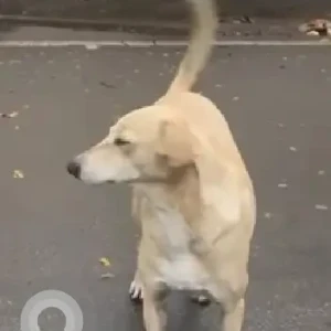 A White-Brown Mix Indie Dog Missing from Pune-3