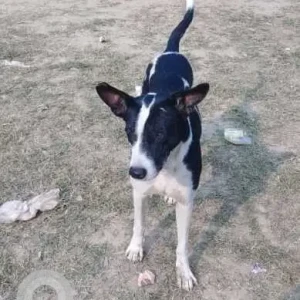 A Black and White Indie Dog Found from Central Park, Gautam Nagar