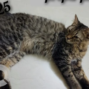 A Black and Brown Indie Cat Found from Aditya Nagar Pragati-2