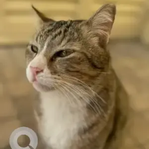 A Black and Brown Domestic Shorthair Cat Missing from Springs 7. Street 4.