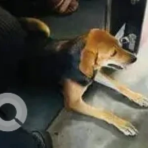 A Black and Brown Indie Dog Missing from Uchchangidurga
