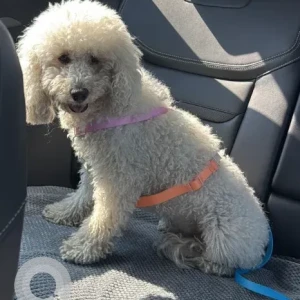 A White Poodle Dog Found from Al Barsha