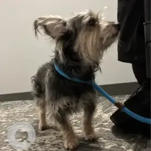A Black and Brown Yorkie Mix Dog Found from Worcester St South End