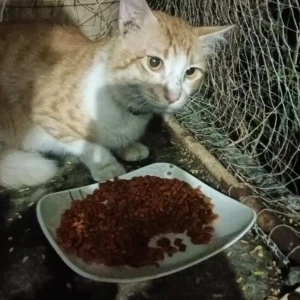 A White-Brown Mix Indie Cat Found from Pune
