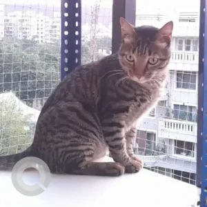 Male Domestic Cat Adoption for Adoption in Pune