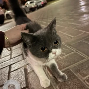 A White and Grey British Shorthair Cat Found from Jumeirah Islands