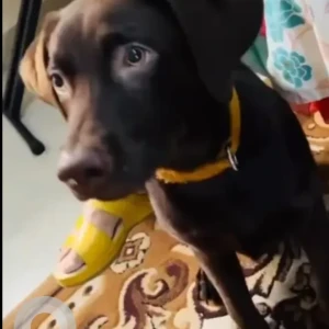 A Black Indie Dog Missing from Ejipura