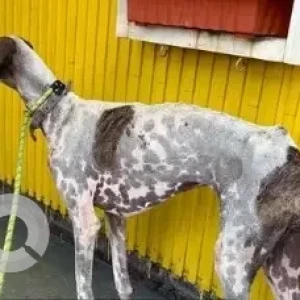 A White-Brown Mix Chippirai Dog Found from Harlur Road-2