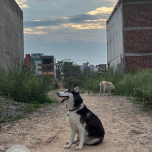 A Black and White Husky Dog Found from Sector 57, Mohali-2