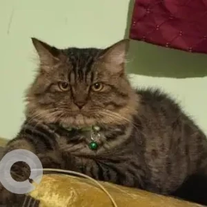 A Black and Brown Indie Cat Missing from Alto- Betim Porvorim, Panaji-2