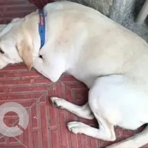 A White Labrador Dog Found from Jayanagar-2