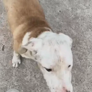 A White-Brown Mix Pitbull mix Dog Found from Green park, Uphaar Cinema-2