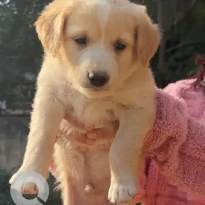 Male Indie Dog Adoption for Adoption in Dwarka Sec14