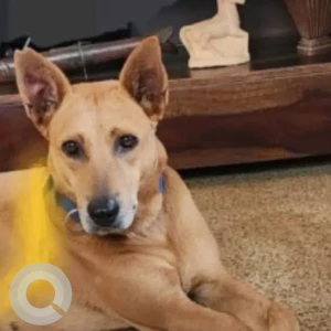 A Brown Indie Dog Missing from Parra, Assagao