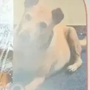 A Brown Indie Dog Missing from Avalahalli, Yelahanka-3