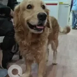A Brown Golden Retriever Dog Found from Basavannagar-2