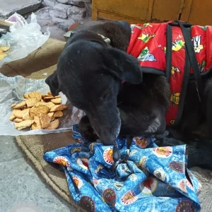 A Black Indie Dog Missing from J5/150, Singh study circle, Rajouri Garden