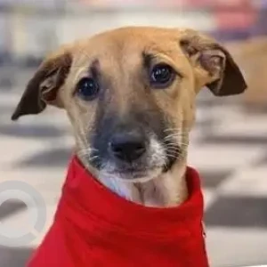 A Brown Indie Dog Missing from Golden Orchids Apartment