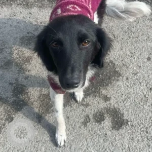A Black and White Indie Dog Found from Florence school in Baniatar