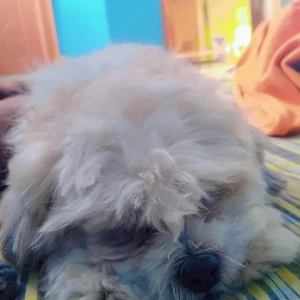 A White-Brown Mix Shih Tzu Dog Missing from Uppal Bhagayth Road Towards Nagole Route-3