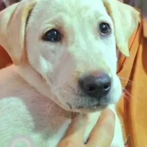 A White Indie Dog Missing from Arambol-3