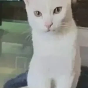A White Indie Cat Missing from Hulimavu, Bengaluru-2