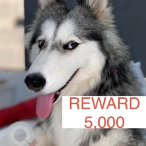 A Black and White Husky Dog Missing from Studio City