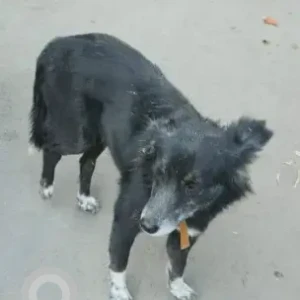 A Black Indie Dog Found from Calsoft bavdhan-2