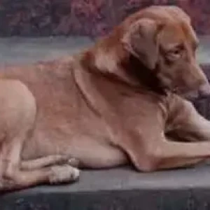 A White-Brown Mix Indie Dog Missing from Saligao