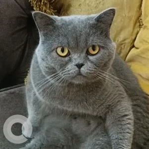 A Grey British Shorthair Cat Missing from Harmony 3, Tilal Alghaf