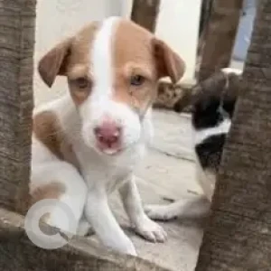 A White-Brown Mix Indie Dog Missing from Bengaluru-2