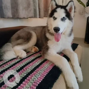 Male Husky Dog Adoption for Adoption in Valsad