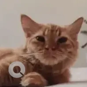 A Orange Indie persian mix Cat Found from Bengaluru