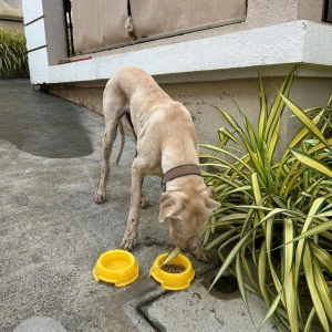 A White-Brown Mix Indie Dog Found from Porvorim, Guirim-2