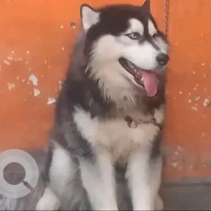 A Black and White Husky Dog Missing from Midbaneshwor