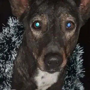 A Black and White Indie Dog Missing from Block B4, Ashok Vihar