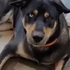 A Black and Brown Indie Dog Missing from Bengaluru