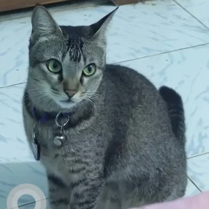 A Grey Indie Cat Missing from Fatona, Benaulim