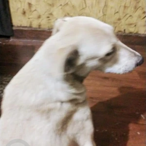 A White Indie Dog Missing from Shalimar Bagh, Delhi-4