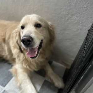 A White Golden Retriever Dog Missing from Banashankari, Bengaluru-2