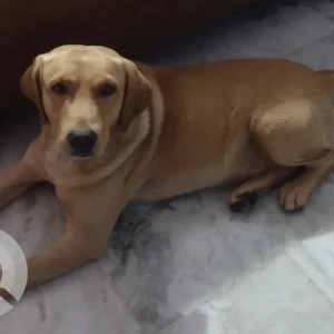 Male Labrador Retriever Dog Adoption for Adoption in Dhenkanal