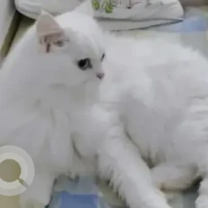 A White Persian Cat Missing from RTO Anjanapura
