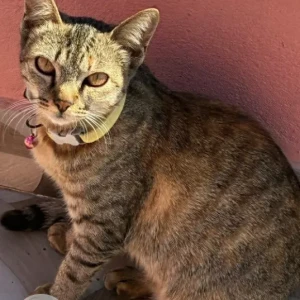 A Black and Brown Domestic Shorthair Cat Missing from kapan kharibot