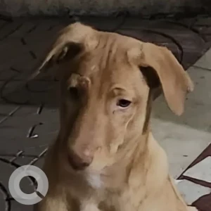A White-Brown Mix Indie Dog Missing from Krishna Residency, Sundernagar