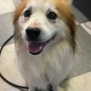 A White-Brown Mix Pomeranian-Indie mix Dog Found from Agara Flyover