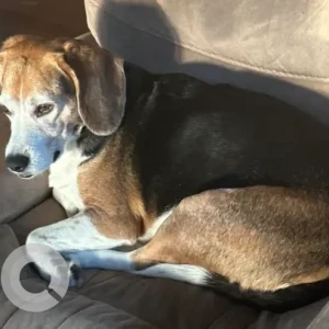A White-Brown Mix Beagle Dog Missing from Wompatuck State Park