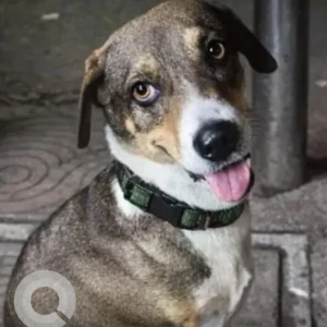 A Black and Brown Indie Dog Found from Malad East