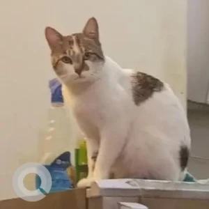 A White and Grey Indie Cat Missing from Dasarahalli, Bengaluru