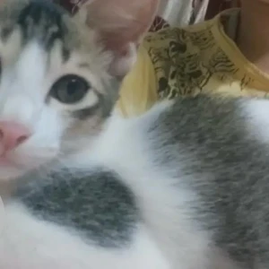 A Grey-White Mix Indie Cat Missing from Cotula Waddo, Saligao-3