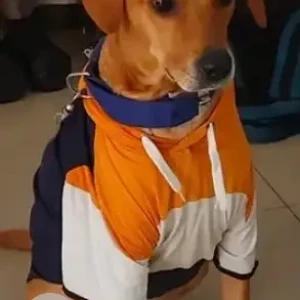 A Brown Indie Dog Missing from Venkateshwara cinema hall, KR puram-3